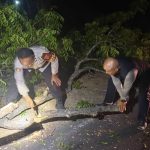 Kapolsek Praya Timur Tanggap Atasi Kayu Tumbang yang Menghalangi Jalan
