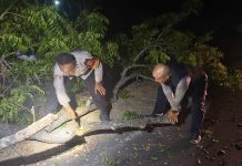 Kapolsek Praya Timur Tanggap Atasi Kayu Tumbang yang Menghalangi Jalan